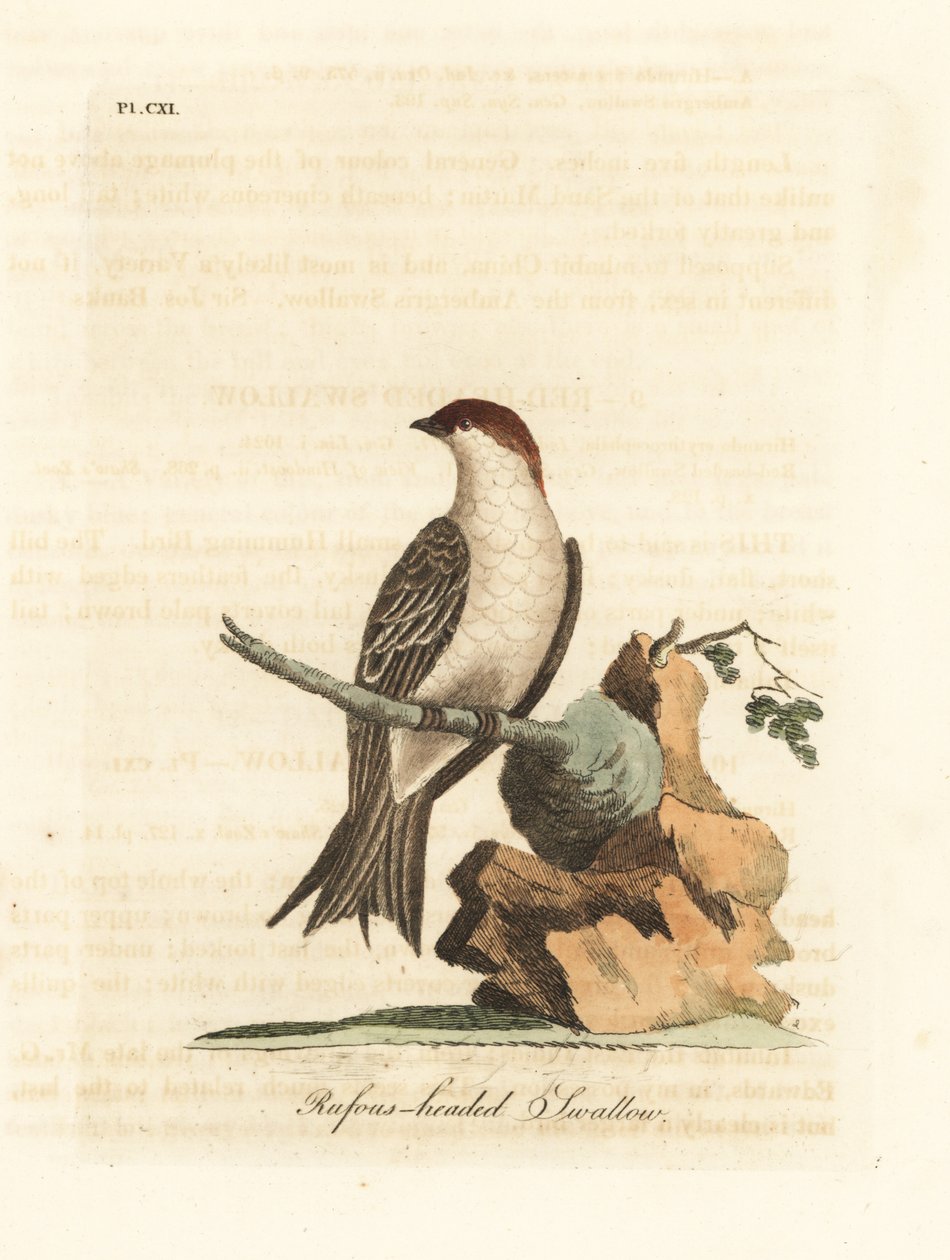 Intian kalliopääskynen, Petrochelidon fluvicola. (Rufos-päinen pääskynen, Hirundo indica.) John Lathamin piirtämä ja kaiverrettu käsinvärinen kuparilevy omasta lintujen yleishistoriasta, Winchester tekijältä John Latham