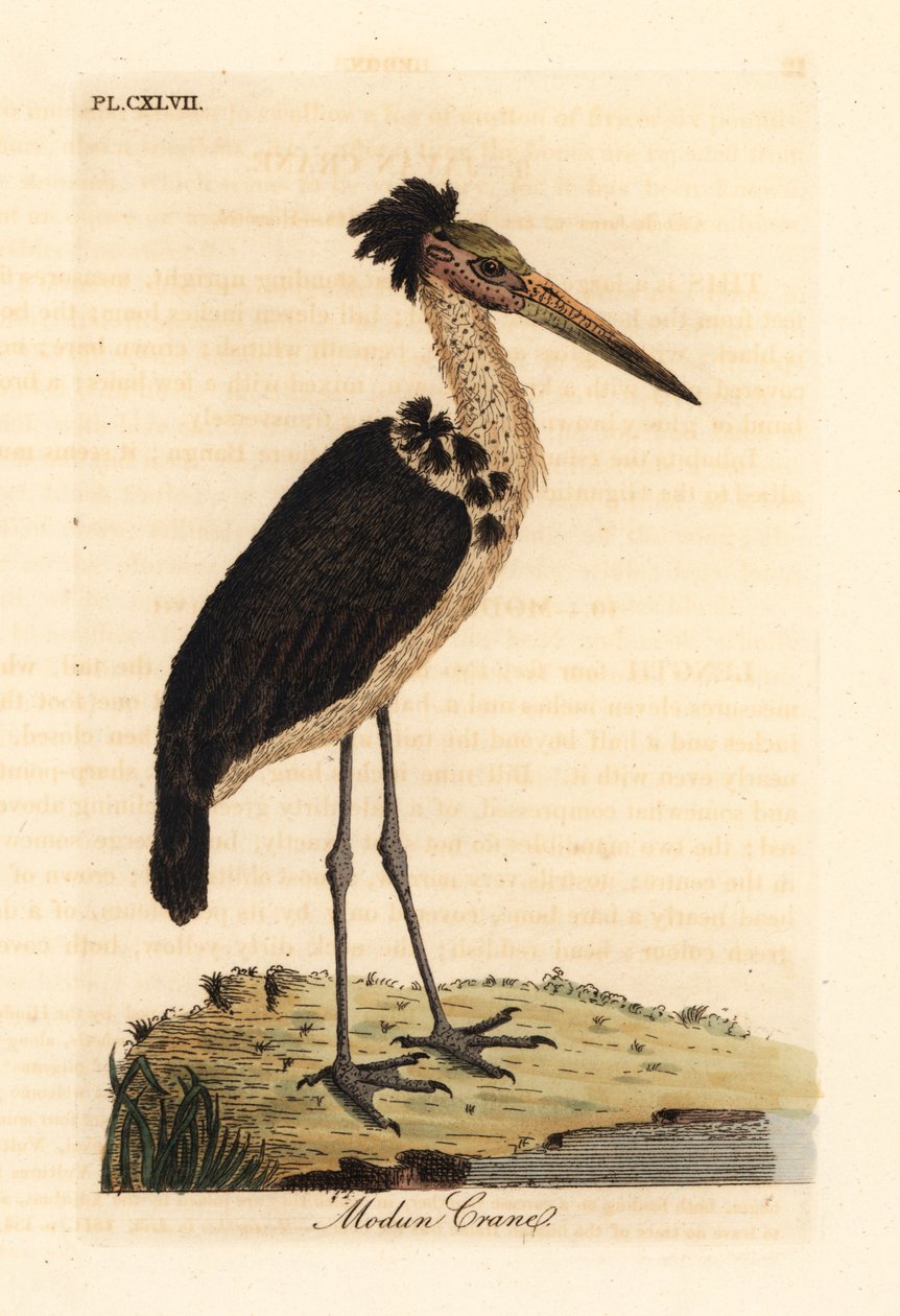 Pieni adjutantti, Leptoptilos javanicus. Haavoittuvainen. (Modun-kallo.) John Lathamin piirtämä ja kaivertama käsinvärinen kuparilevy omasta lintujen yleishistoriasta, Winchester tekijältä John Latham