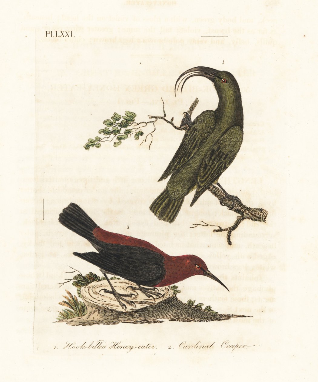 Pieni akialoa, Hemignathus obscurus (sukupuuttoon kuollut) ja myzomela, Myzomela cardinalis. (Koukkunokkainen vihreä hunajasyöjä, Certhia obscura, kotoisin Havaijista, ja kardinaalihunajasyöjä, Certhia cardinalis, kotoisin Tannasta, Vanuatu.) Käsinvärinen  tekijältä John Latham