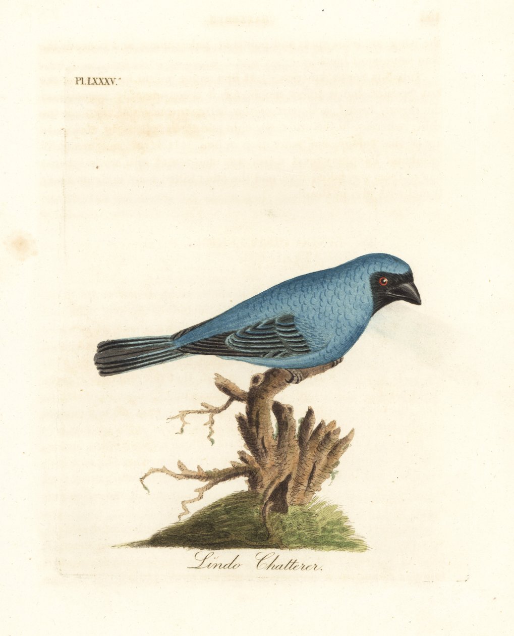 Lindo-puhuja. Ehkä pääskynen Tanager, Tersina viridis, mutta vartalon alaosa on sininen, ei valkoinen. John Lathamin piirtämä ja kaiverrettu käsinvärinen kuparilevy omasta lintujen yleishistoriasta, Winchester tekijältä John Latham