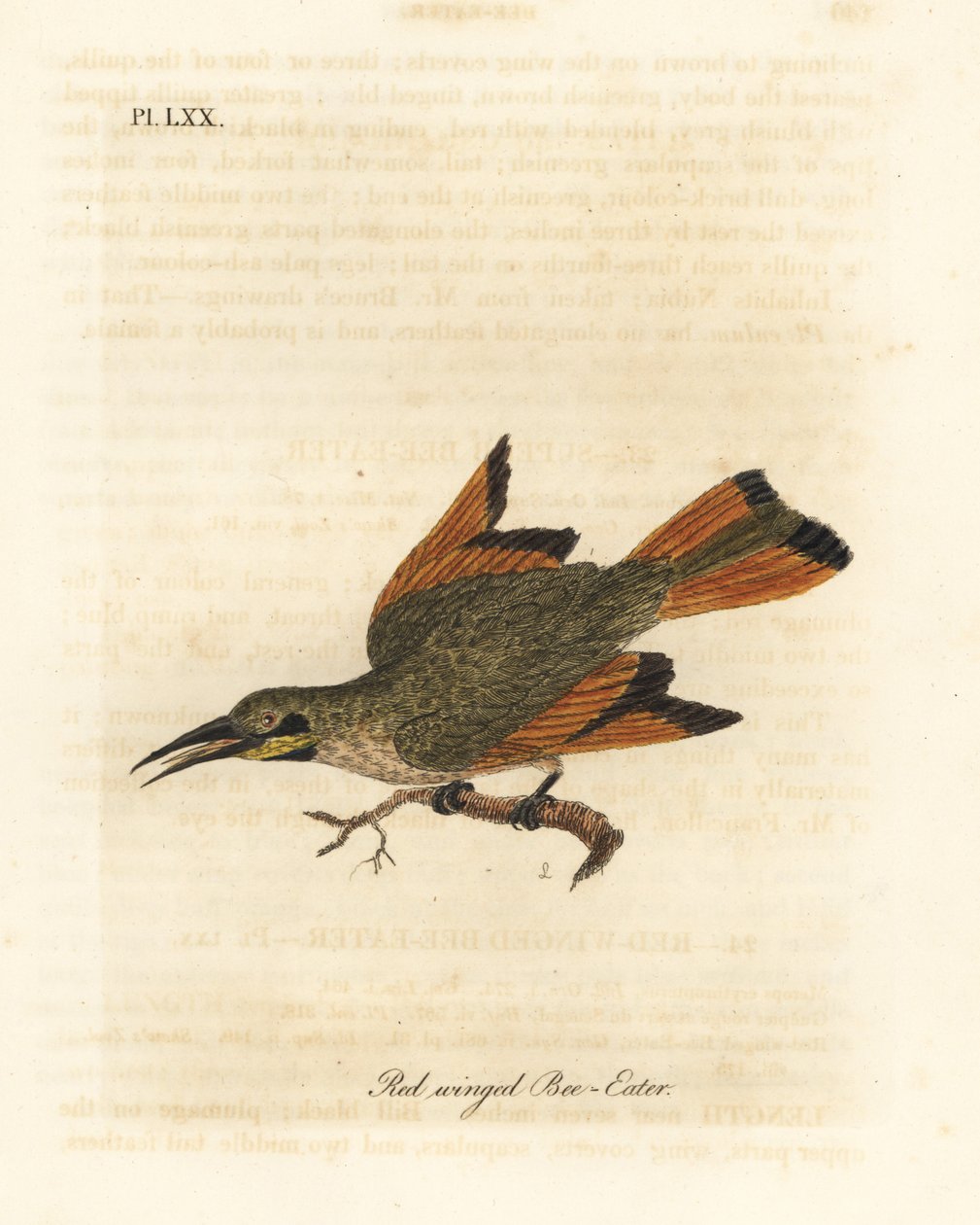 Pikku mehiläissyöjä, Merops pusillus (Punasiipinen mehiläissyöjä, Merops erythropterus). Afrikka. John Lathamin piirtämä ja kaiverrettu käsinvärinen kuparilevy omasta lintujen yleishistoriasta, Winchester tekijältä John Latham