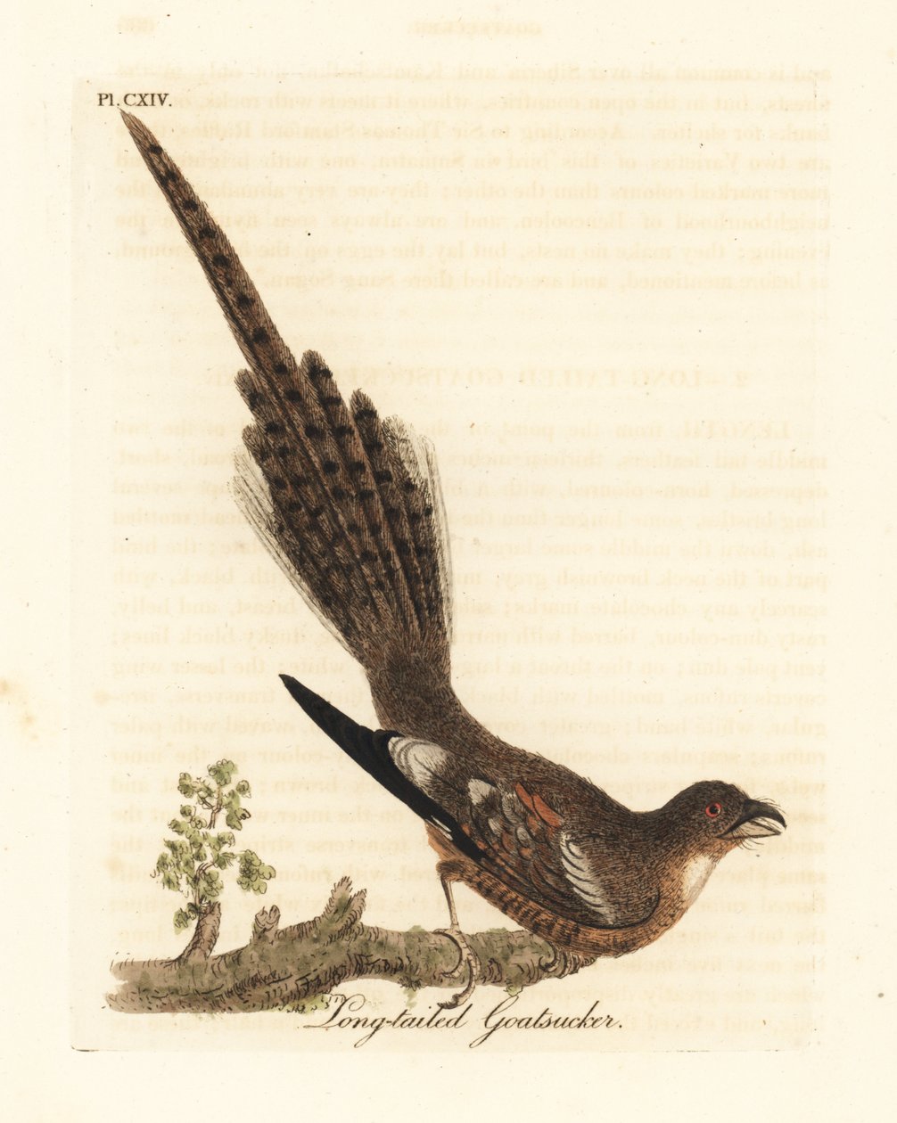 Pitkähäntäinen yöpurkki, Caprimulgus climacurus (pitkähäntäinen vuohensuku). John Lathamin piirtämä ja kaiverrettu käsinvärinen kuparilevy omasta lintujen yleishistoriasta, Winchester tekijältä John Latham