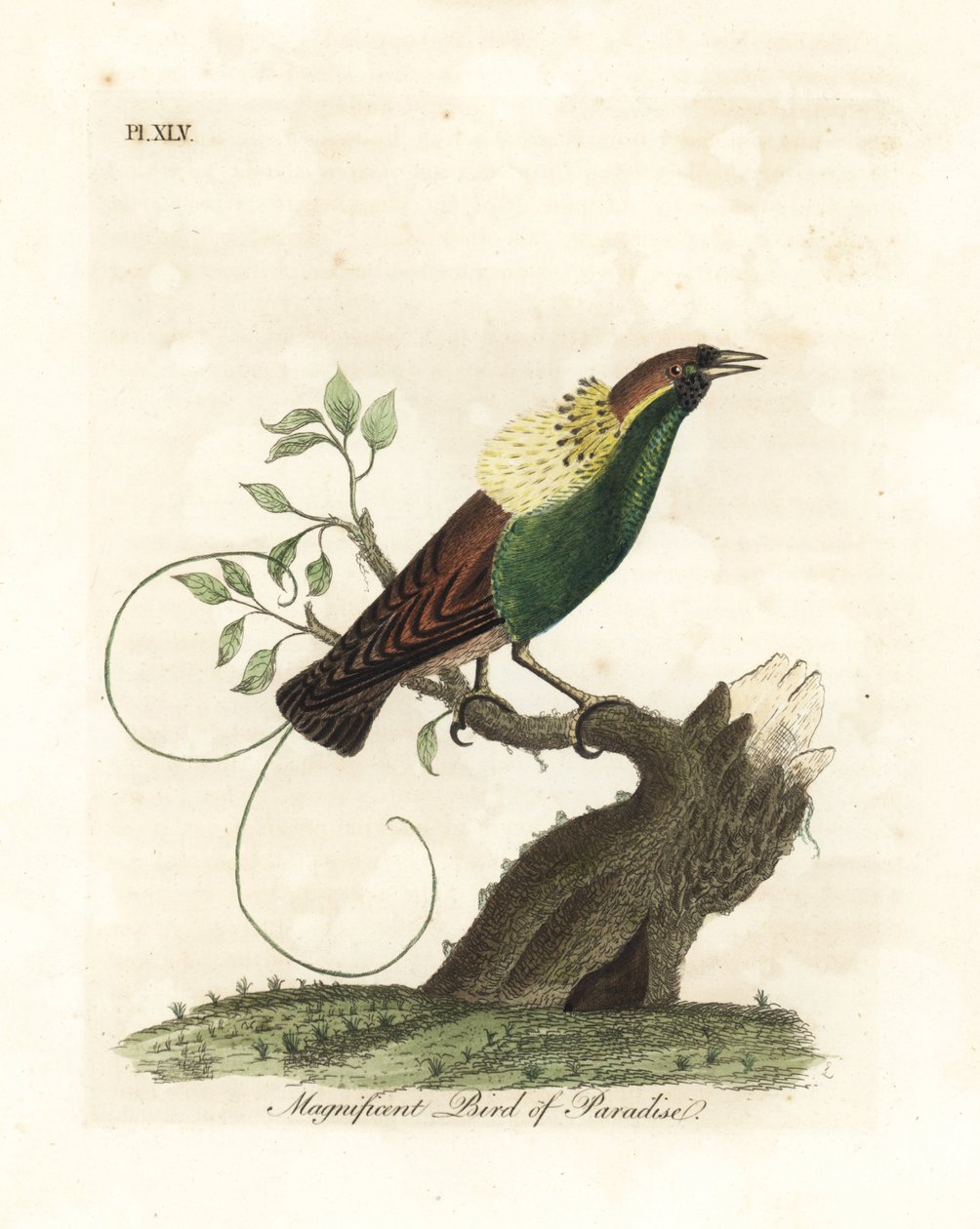 Upea paratiisin lintu, Diphyllodes magnificus (Paradisea magnifica). John Lathamin piirtämä ja kaiverrettu käsinvärinen kuparilevy omasta lintujen yleishistoriasta, Winchester tekijältä John Latham