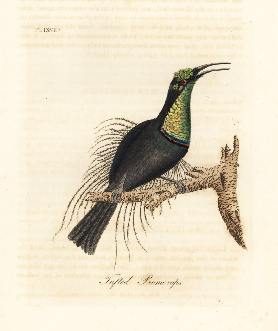 Upea kiväärilintu, Ptiloris magnificus (tufted promerops). Piirretty Bullockin museossa olevasta näytteestä. John Lathamin piirtämä ja kaiverrettu käsinvärinen kuparilevy omasta lintujen yleishistoriasta, Winchester tekijältä John Latham