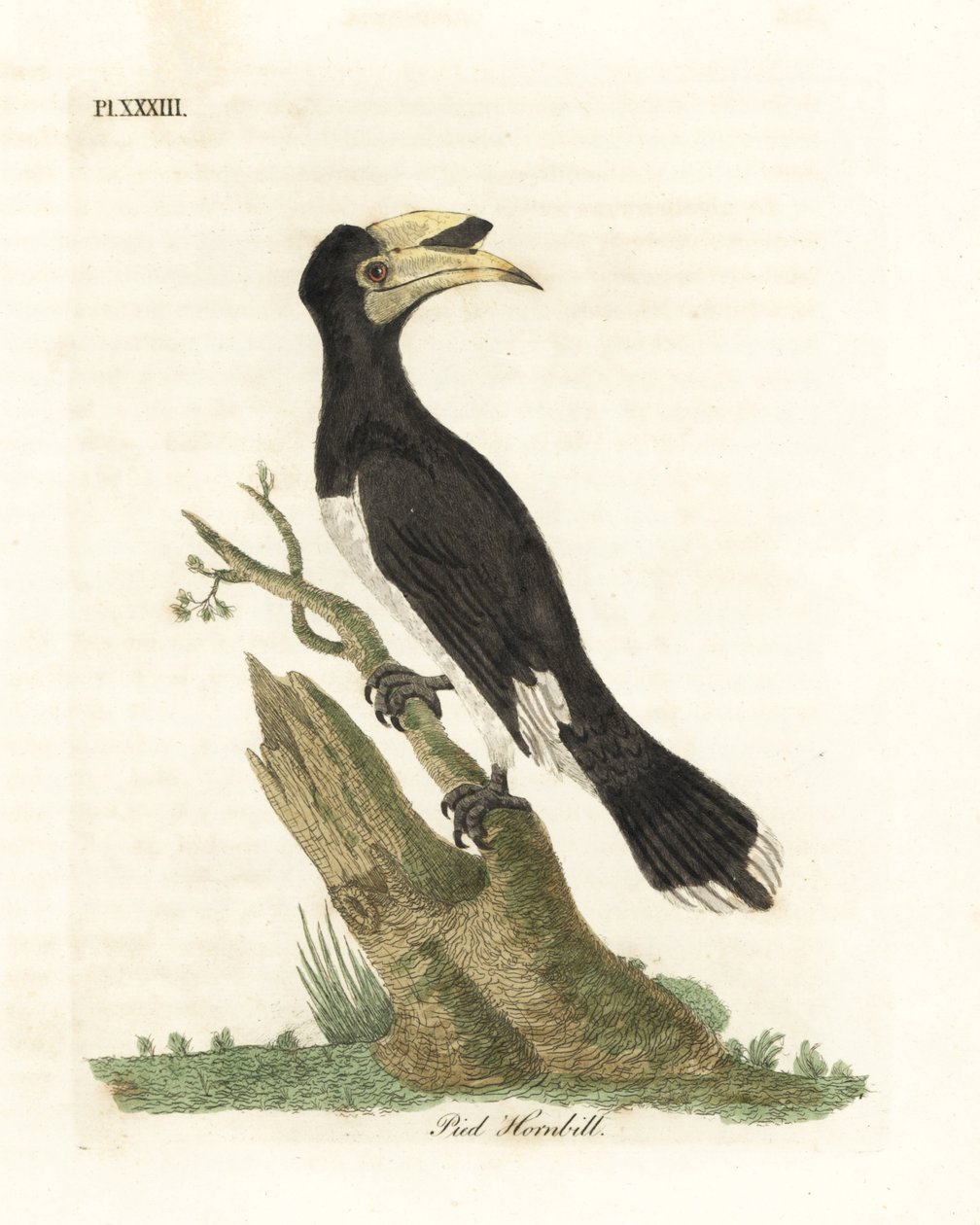 Malabar-jalkasarvinokka, Anthracoceros coronatus (Pied hornbill, Buceros malabaricus). John Lathamin piirtämä ja kaiverrettu käsinvärinen kuparilevy omasta lintujen yleishistoriasta, Winchester tekijältä John Latham