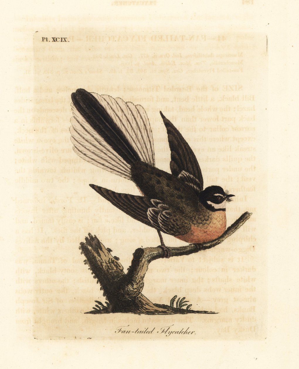 New Zealand Fantail, Rhipidura fuliginosa (viuhkapyrstösieppo). John Lathamin piirtämä ja kaiverrettu käsinvärinen kuparilevy omasta lintujen yleishistoriasta, Winchester tekijältä John Latham