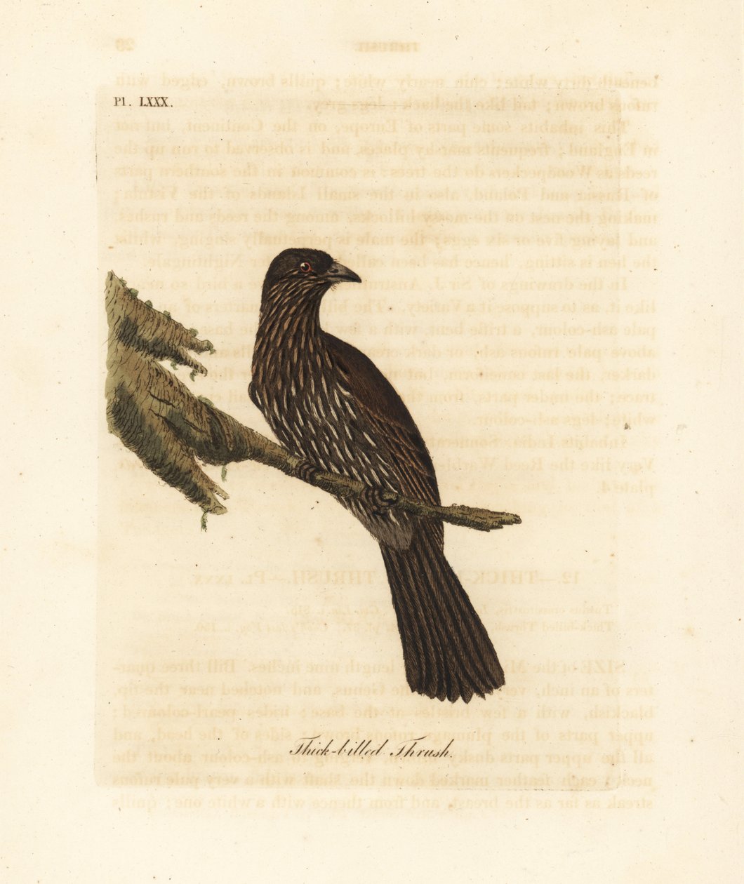Uuden-Seelannin eteläsaaren piopio, Turnagra capensis. Sukupuuttoon kuollut. (Paksunokkarastas, Turdus crassirostris.) John Lathamin piirtämä ja kaiverrettu käsinvärinen kuparilevy omasta kirjastaan A General History of Birds, Winchester tekijältä John Latham