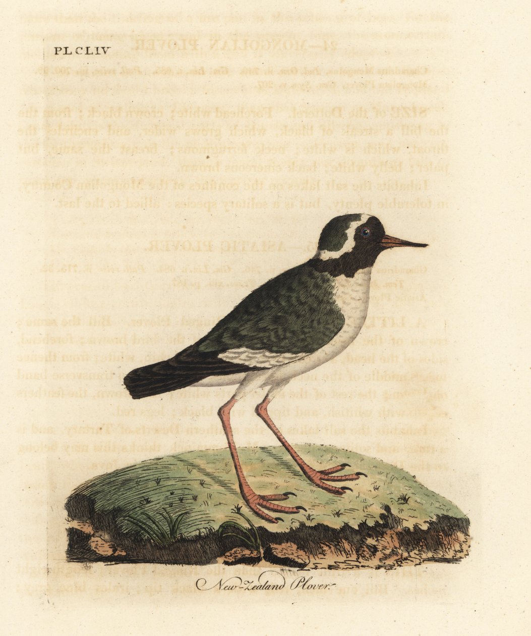 Uuden-Seelannin kokka, Charadrius obscure (Charadrius novae Zealandiae). Uhanalainen. John Lathamin piirtämä ja kaiverrettu käsinvärinen kuparilevy omasta lintujen yleishistoriasta, Winchester tekijältä John Latham