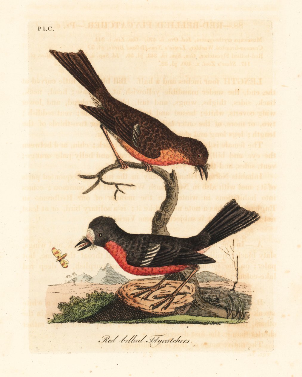 Norfolk Pacific robin, Petroica monivärinen monivärinen (punavatsasieppo, Muscicapa erythrogastra). John Lathamin piirtämä ja kaiverrettu käsinvärinen kuparilevy omasta lintujen yleishistoriasta, Winchester tekijältä John Latham