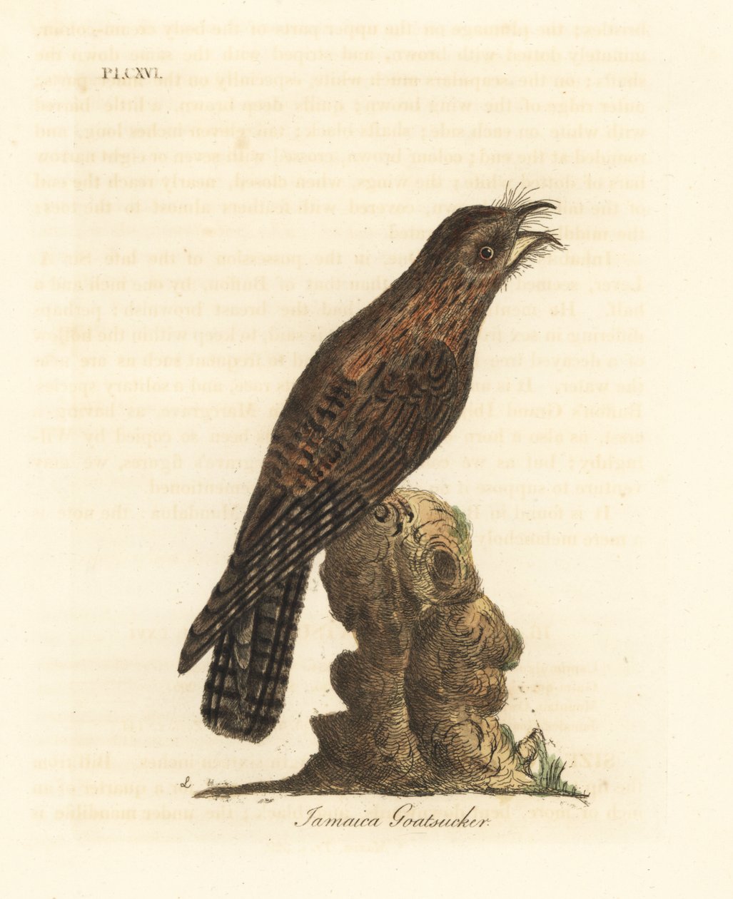 Pohjoinen potoo, Nyctibius jamaicensis (Jamaican goatsuitcker, Caprimulgus jamaicensis). John Lathamin piirtämä ja kaiverrettu käsinvärinen kuparilevy omasta lintujen yleishistoriasta, Winchester tekijältä John Latham