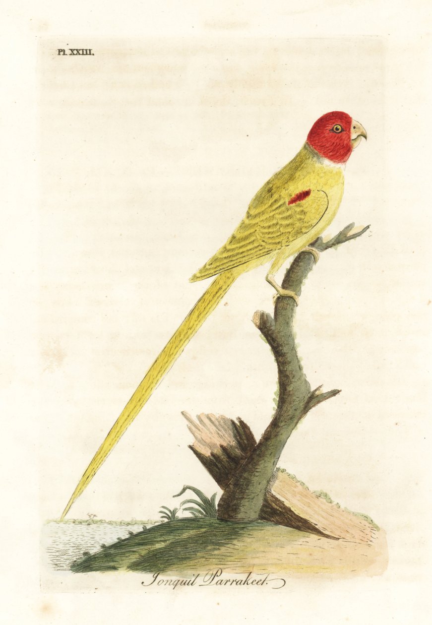 Oliivihartiapapukaija tai narsissin papukaija, Aprosmictus daffodil (Daffodil papukaija, Psittacus narcissus). John Lathamin piirtämä ja kaiverrettu käsinvärinen kuparilevy omasta lintujen yleishistoriasta, Winchester tekijältä John Latham