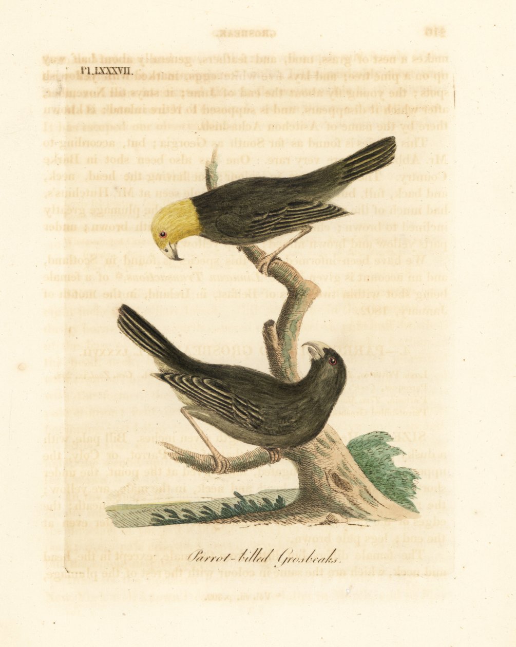 Tai Psittirostra psittacea, uros (yläosa) ja naaras. Kriittisesti uhanalainen, mahdollisesti sukupuuttoon kuollut. (Papukaija-nokka, Loxia psittacea). John Lathamin piirtämä ja kaiverrettu käsinvärinen kuparilevy omasta lintujen yleishistoriasta, Wincheste tekijältä John Latham