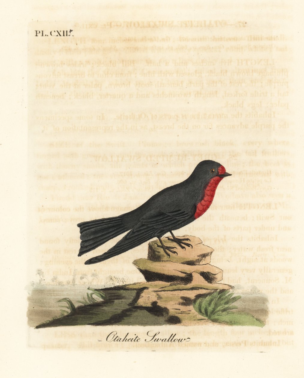 Tyynenmeren pääskynen, Hirundo tahitica (Otaheite-pääskynen, Hirundo tahitiae). John Lathamin piirtämä ja kaiverrettu käsinvärinen kuparilevy omasta lintujen yleishistoriasta, Winchester tekijältä John Latham