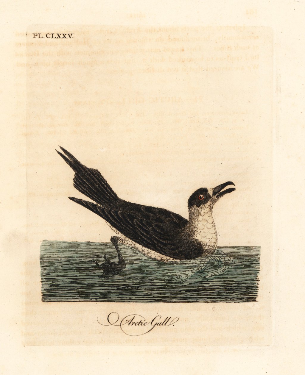 Loisjääkäri, arktinen skua tai loiskua, Stercorarius parasiticus (Arktinen lokki, Larus parasiticus). John Lathamin piirtämä ja kaiverrettu käsinvärinen kuparilevy omasta lintujen yleishistoriasta, Winchester tekijältä John Latham