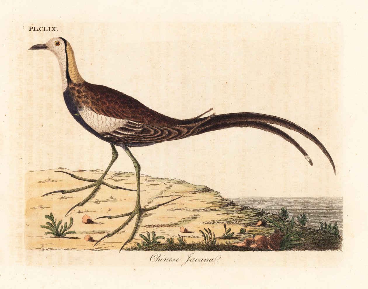 Fasaanihäntäjacana, Hydrophasianus surgus (kiinalainen jacana, Parra sinensis). John Lathamin piirtämä ja kaiverrettu käsinvärinen kuparilevy omasta lintujen yleishistoriasta, Winchester tekijältä John Latham