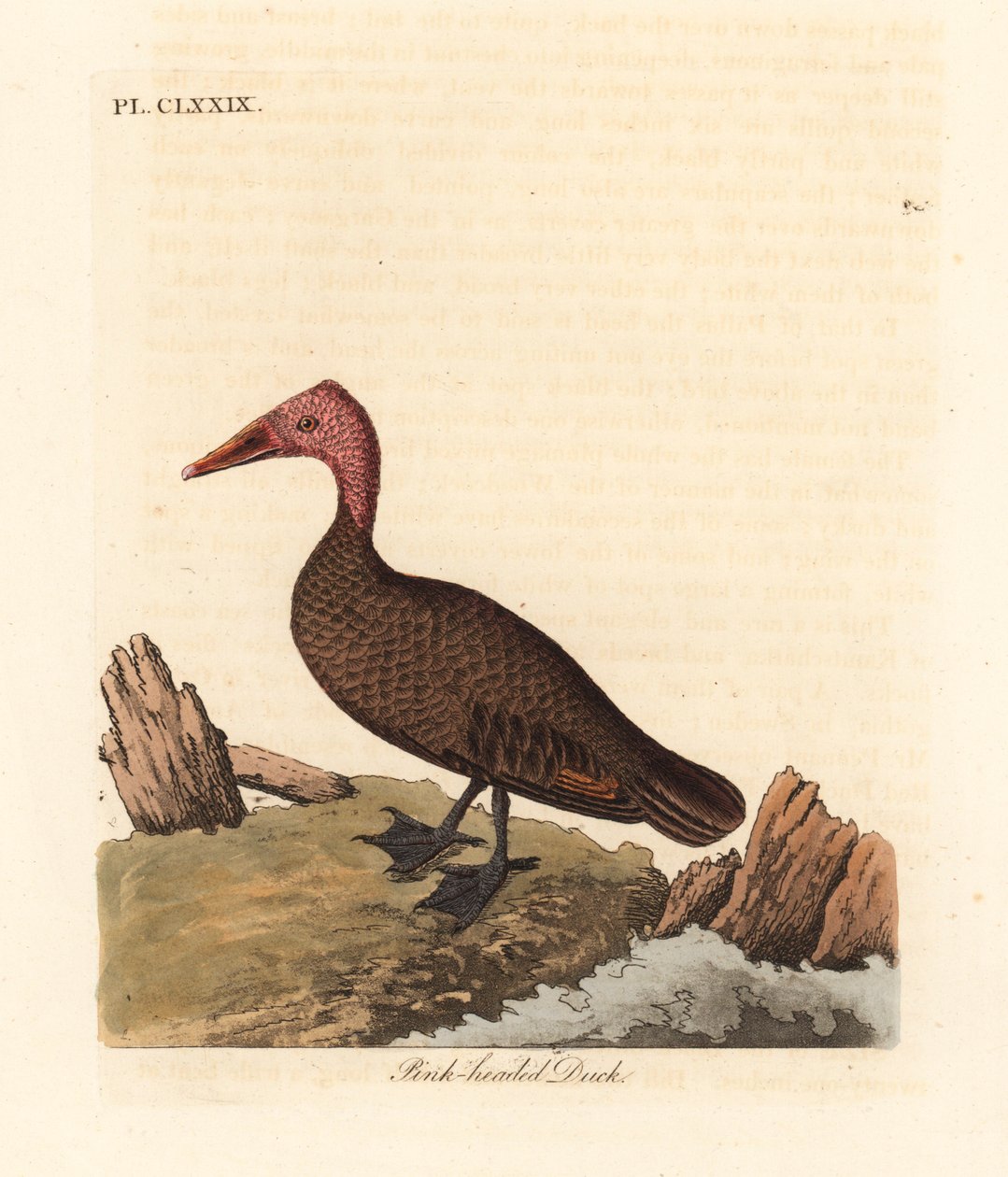 Vaaleanpunainen ankka, Rhodonessa caryophyllacea (Anas caryophyllacea). Kuollut sukupuuttoon 1950-luvulta lähtien. John Lathamin piirtämä ja kaiverrettu käsinvärinen kuparilevy omasta lintujen yleishistoriasta, Winchester tekijältä John Latham