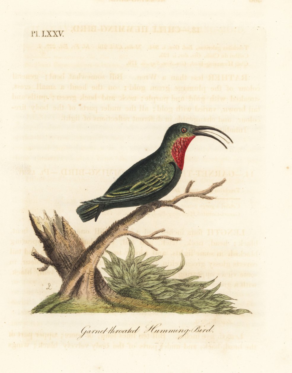 Purppurakurkkukaribi, Eulampis jugularis (granaattikurkkukolibri, Trochilus granatinus). John Lathamin piirtämä ja kaiverrettu käsinvärinen kuparilevy omasta lintujen yleishistoriasta, Winchester tekijältä John Latham