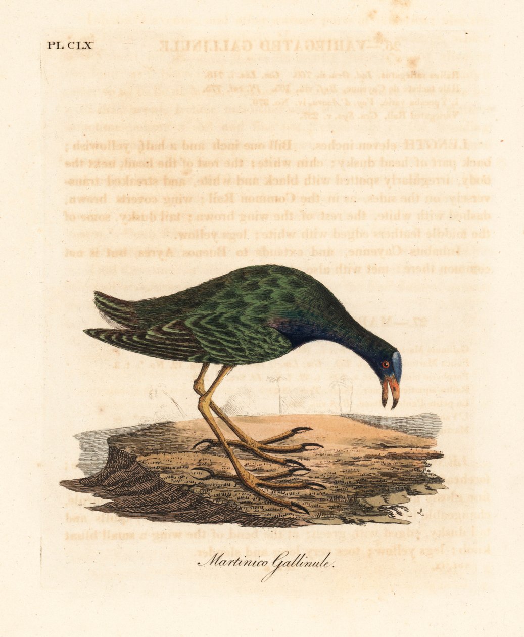 Purple gallinule, Porphyrio martinicus (Martinico gallinule, Gallinula martinica). John Lathamin piirtämä ja kaiverrettu käsinvärinen kuparilevy omasta lintujen yleishistoriasta, Winchester tekijältä John Latham
