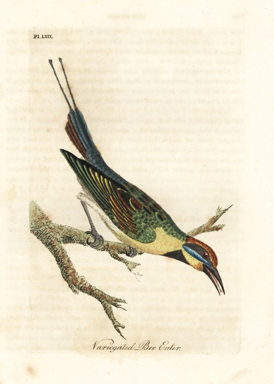 Rainbow mehiläissyöjä, Merops ornatus (kirjava mehiläissyöjä). Australia. John Lathamin piirtämä ja kaiverrettu käsinvärinen kuparilevy omasta lintujen yleishistoriasta, Winchester tekijältä John Latham