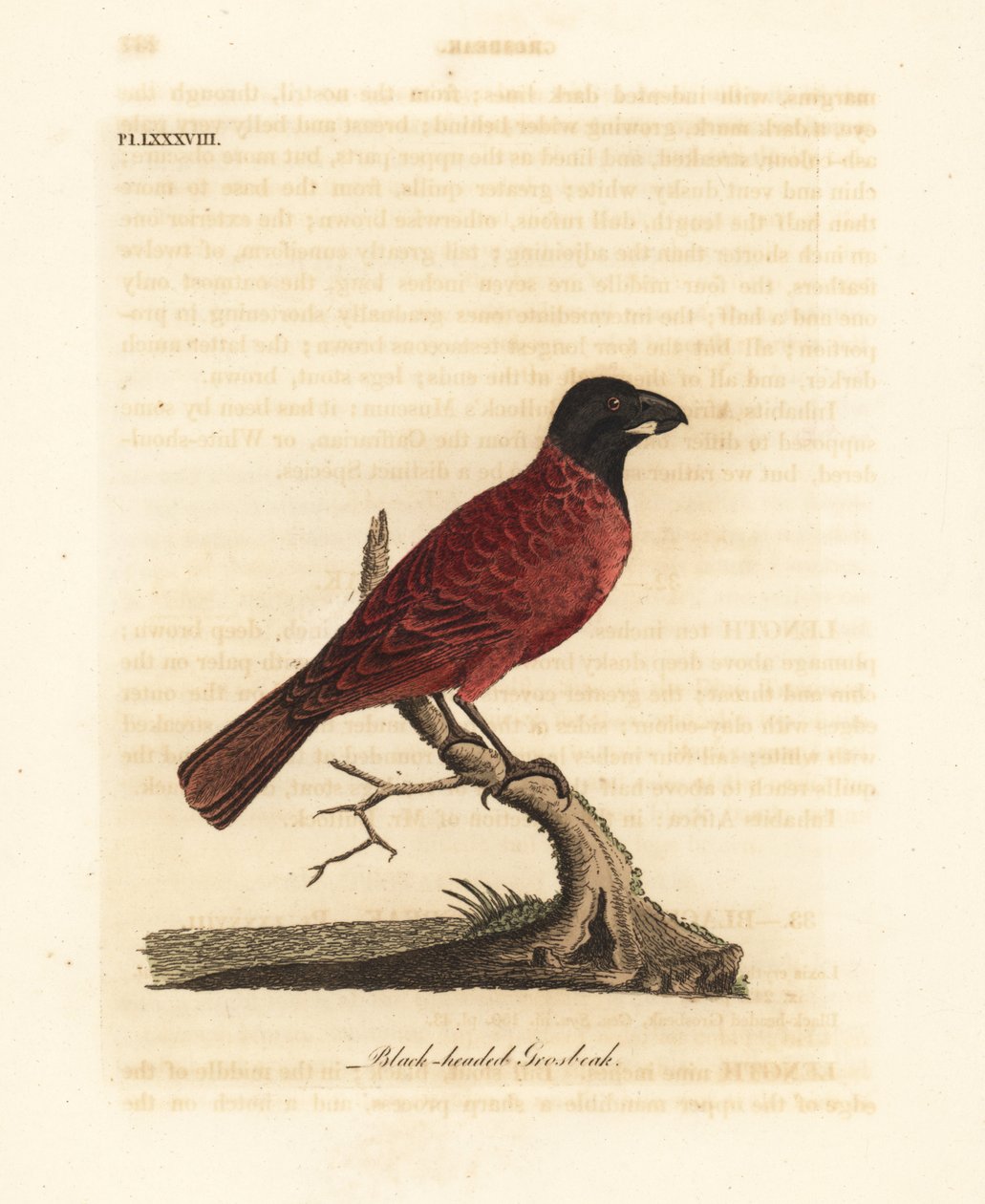 Puna-musta nokka, Periporphyrus erythromelas. Lähes uhattu. (Black-headed grosbeak, Loxia erythromelas.) John Lathamin piirtämä ja kaiverrettu käsinvärinen kuparilevy omasta kirjastaan A General History of Birds, Winchester tekijältä John Latham