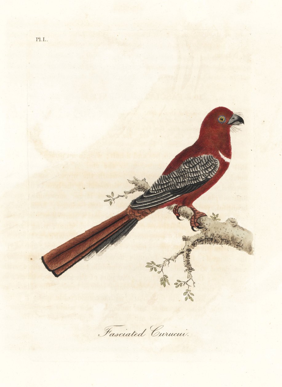 Punapäinen trogon, Harpactes erythrocephalus (Fasciated curucui, Trogon fasciatus). John Lathamin piirtämä ja kaiverrettu käsinvärinen kuparilevy omasta lintujen yleishistoriasta, Winchester tekijältä John Latham