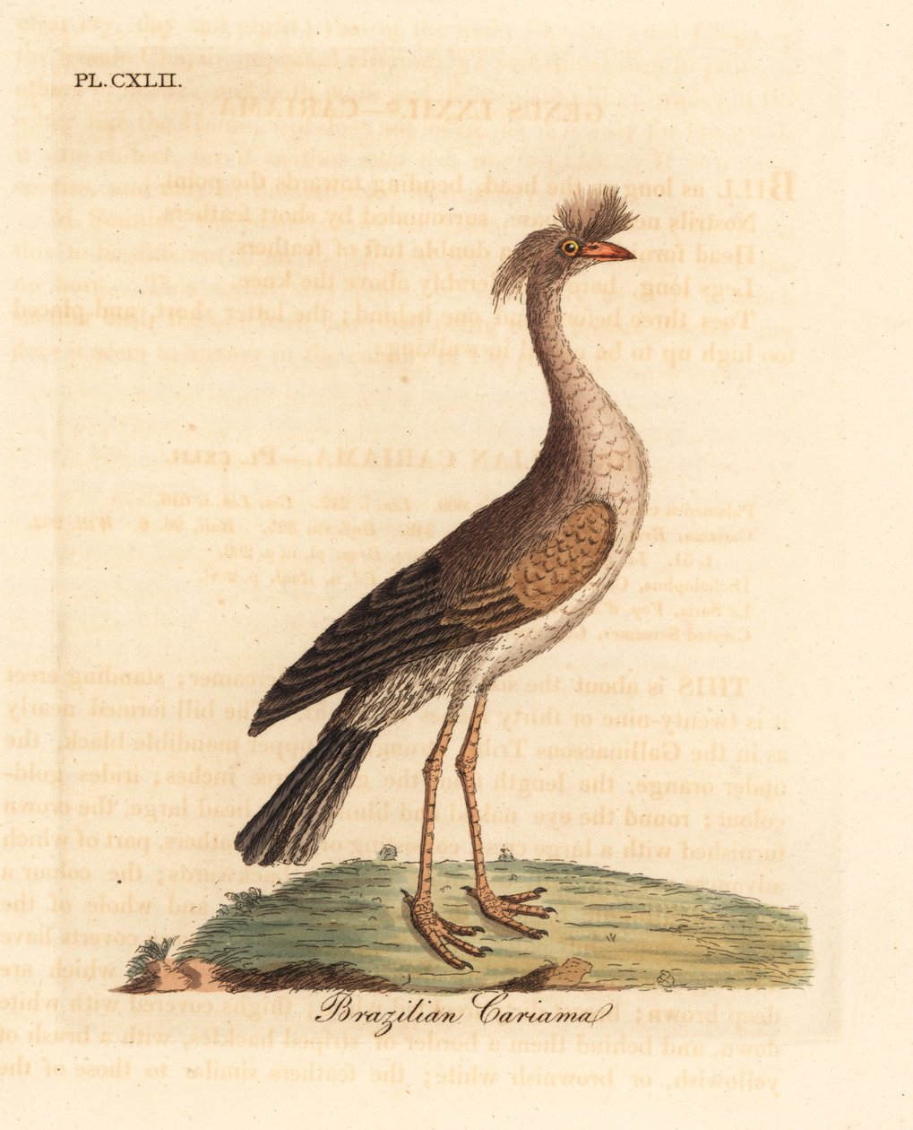 Punajalkainen seriema tai harjascariama, Cariama cristata (Brasilian cariama, Palamedea cristata). John Lathamin piirtämä ja kaiverrettu käsinvärinen kuparilevy omasta lintujen yleishistoriasta, Winchester tekijältä John Latham