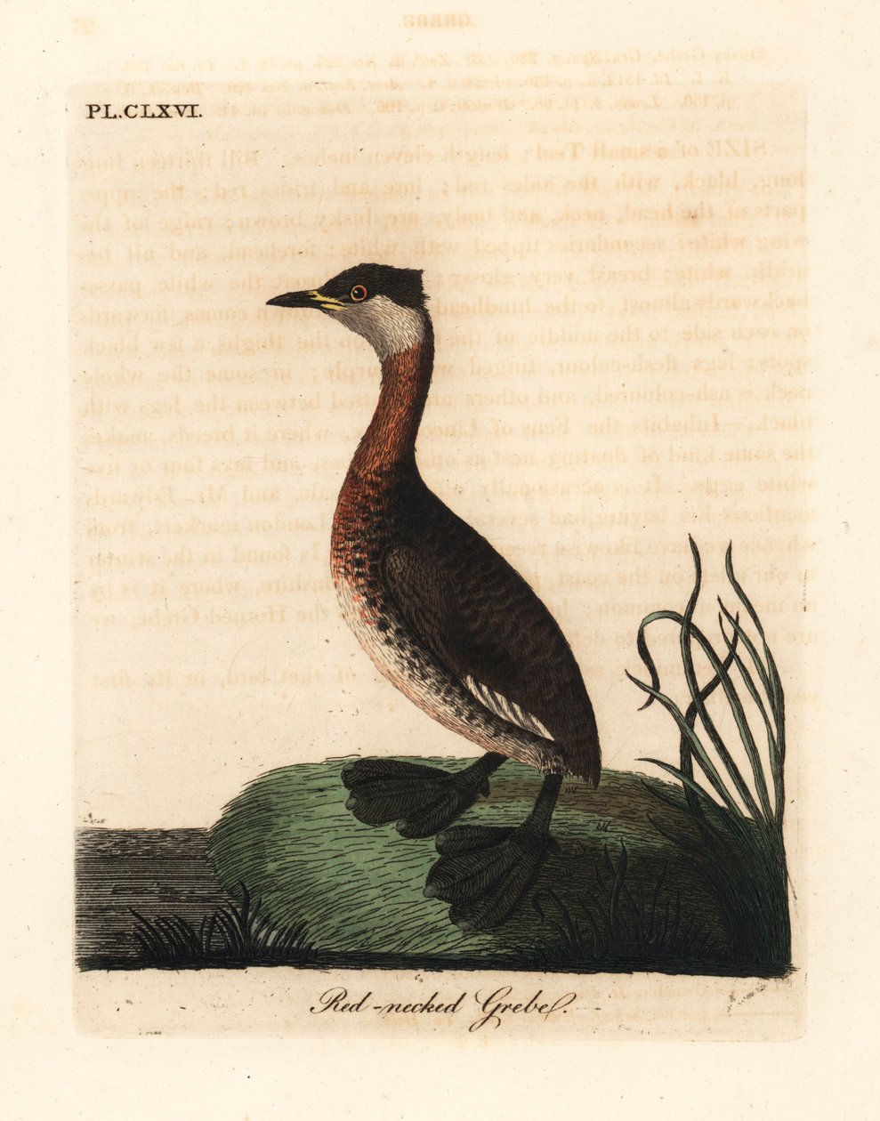 Punakaulavire, Podiceps grisegena (Podiceps rubricollis). John Lathamin piirtämä ja kaiverrettu käsinvärinen kuparilevy omasta lintujen yleishistoriasta, Winchester tekijältä John Latham