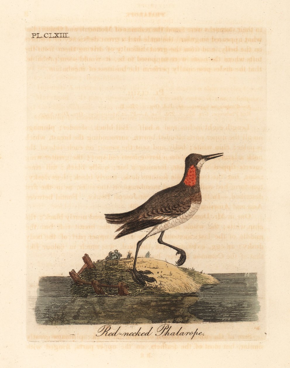 Falàrop de coll vermell, Phalaropus lobatus (Phalaropus hyperboreus). Placa de coure pintada a mà dibuixada i gravada per John Latham a partir del seu propi A General History of Birds, Winchesterfinnish tekijältä John Latham