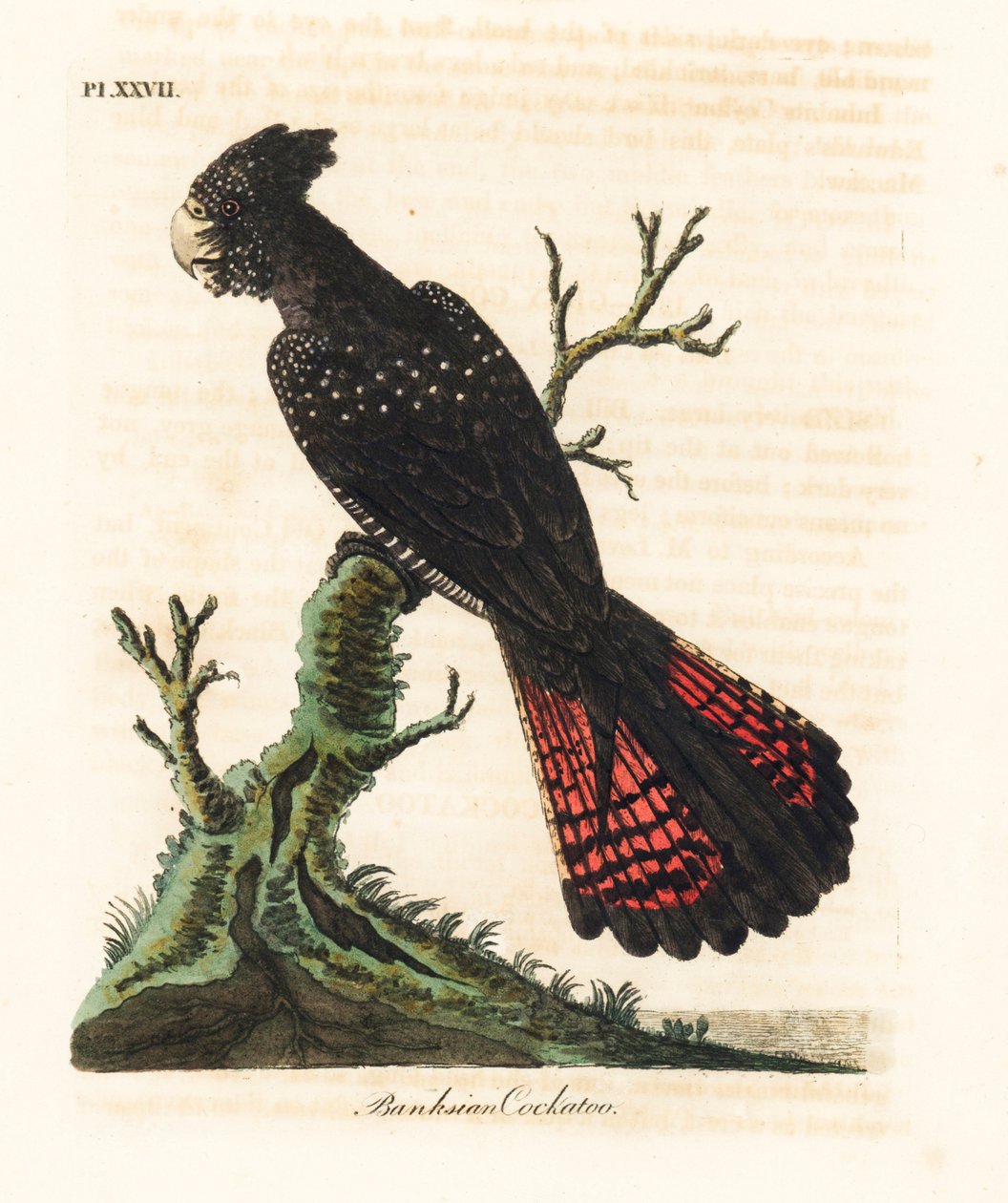Punapyrstökakadu, Calyptorhynchus banksii (Banksian kakadu, Psittacus banksii). John Lathamin piirtämä ja kaiverrettu käsinvärinen kuparilevy omasta lintujen yleishistoriasta, Winchester tekijältä John Latham
