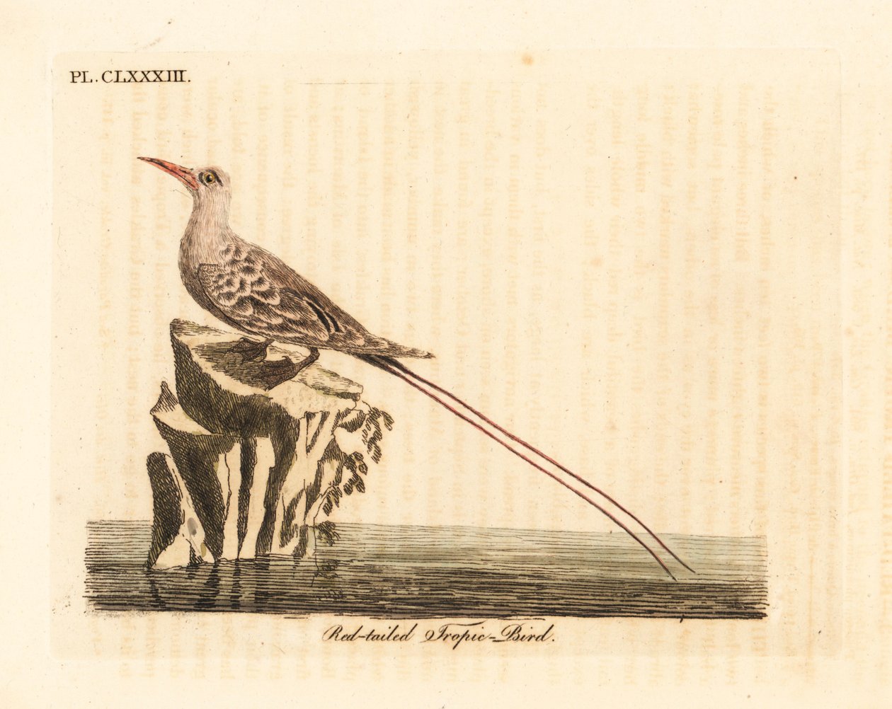 Punahäntäinen trooppinen lintu, Phaethon rubricauda (Phaeton phoenicurus). John Lathamin piirtämä ja kaiverrettu käsinvärinen kuparilevy omasta lintujen yleishistoriasta, Winchester tekijältä John Latham