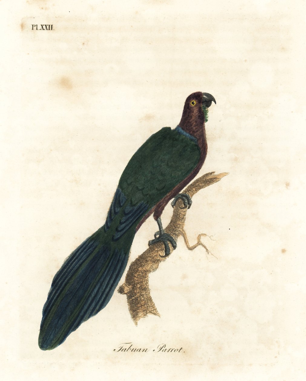 Punainen kiiltävä papukaija, Pyrrhulopsis tabuensis (Tabuan papukaija, Psittacus tabuensis). John Lathamin piirtämä ja kaiverrettu käsinvärinen kuparilevy omasta lintujen yleishistoriasta, Winchester tekijältä John Latham