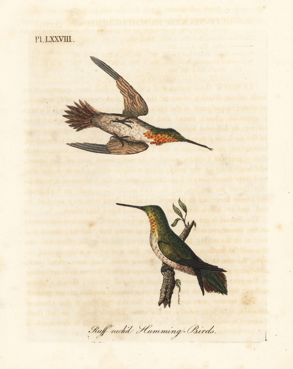 Rufous hummingbird, Selasphorus rufus (Ruff-necked hummingbird, Trochilus collaris). Mies ja nainen. John Lathamin piirtämä ja kaiverrettu käsinvärinen kuparilevy omasta lintujen yleishistoriasta, Winchester tekijältä John Latham