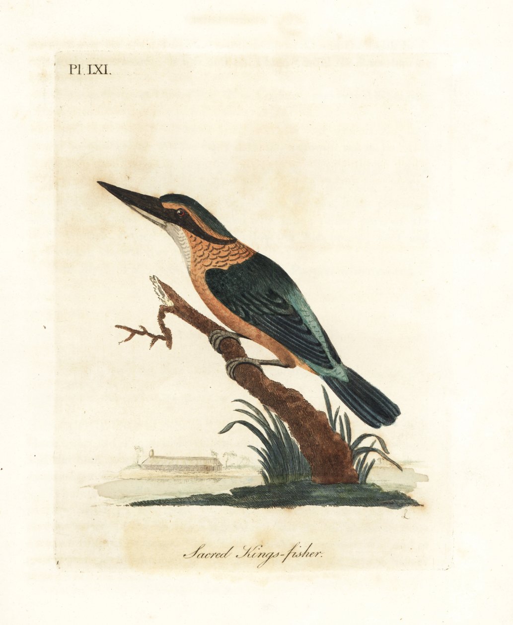 Pyhä kuningaskalastaja, Todiramphus sanctus (pyhä kuningas-kalastaja, Alcedo sacra). John Lathamin piirtämä ja kaiverrettu käsinvärinen kuparilevy omasta lintujen yleishistoriasta, Winchester tekijältä John Latham