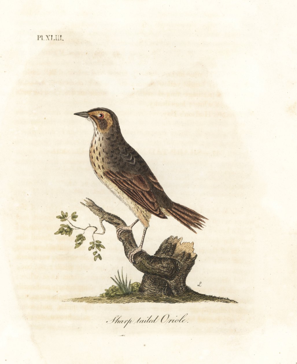 Suolavarpunen, Ammodramus caudacutus. Haavoittuvainen. (Sharp-tailed oriole, Oriolus caudacutus.) John Lathamin piirtämä ja kaivertama käsinvärinen kuparilevy omasta lintujen yleishistoriasta, Winchester tekijältä John Latham