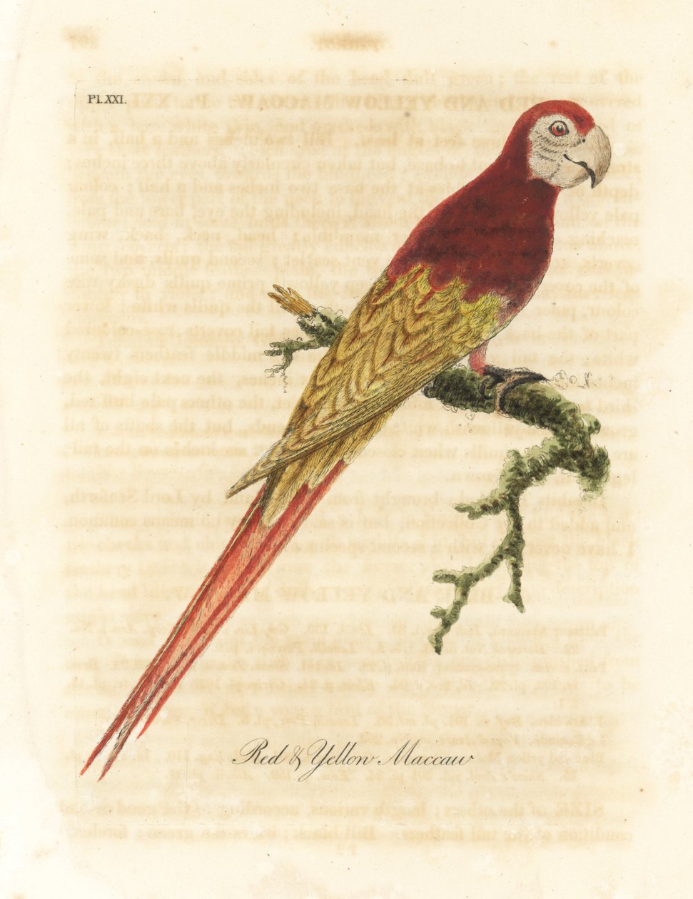 Scarlet ara, Ara macao (punainen ja keltainen ara, Macrocercus aracanga). John Lathamin piirtämä ja kaiverrettu käsinvärinen kuparilevy omasta lintujen yleishistoriasta, Winchester tekijältä John Latham