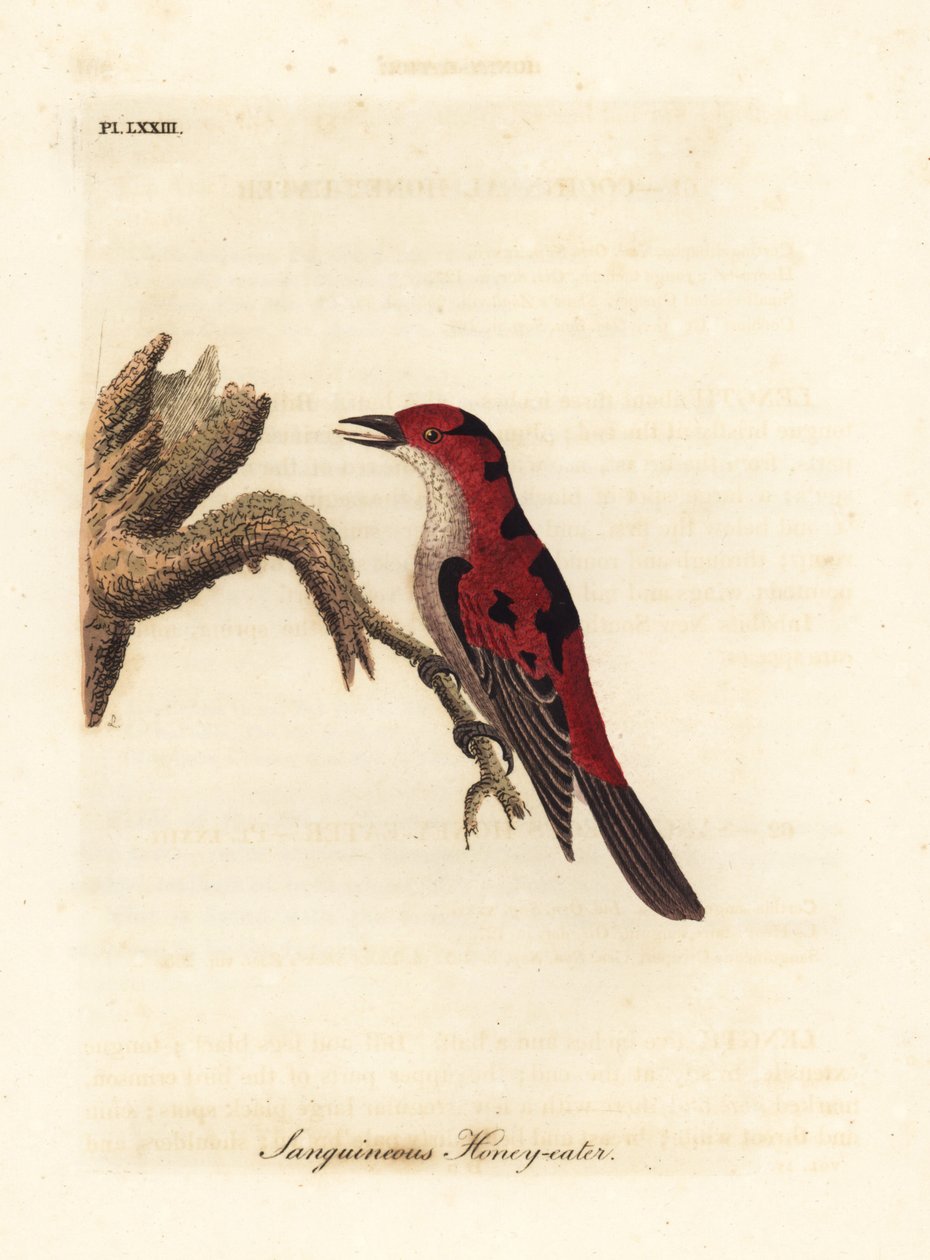 Scarlet myzomela, Myzomela sanguinolenta (Sanguineous hunaja-syöjä, Certhia sanguinolenta). Australia. John Lathamin piirtämä ja kaiverrettu käsinvärinen kuparilevy omasta lintujen yleishistoriasta, Winchester tekijältä John Latham