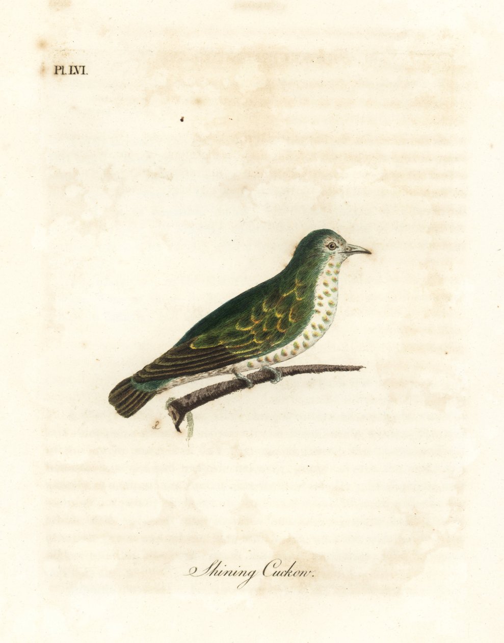 Kiiltävä pronssikäki, Chrysococcyx lucidus (Shining cuckow, Cuculus lucidus). John Lathamin piirtämä ja kaiverrettu käsinvärinen kuparilevy omasta lintujen yleishistoriasta, Winchester tekijältä John Latham
