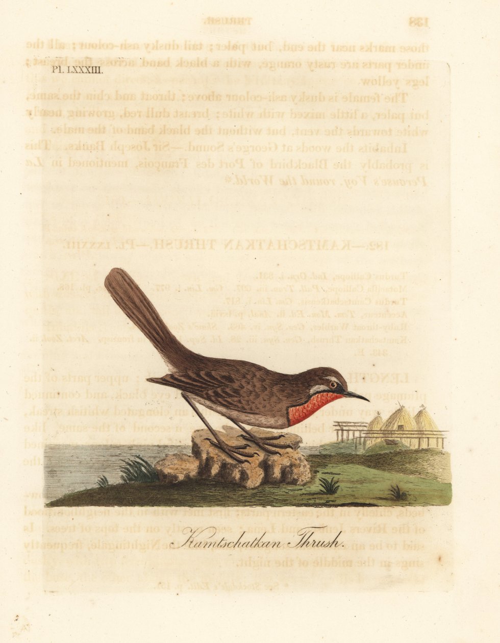 Siperian rubythroat, Luscinia calliope (Kamschatkan sammas, Turdus calliope). John Lathamin piirtämä ja kaiverrettu käsinvärinen kuparilevy omasta lintujen yleishistoriasta, Winchester tekijältä John Latham