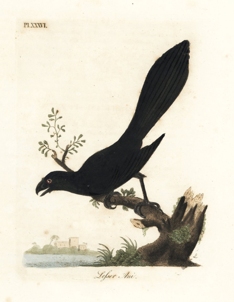 Smooth-billed ani tai pienempi ani, Crotophaga ani. John Lathamin piirtämä ja kaiverrettu käsinvärinen kuparilevy omasta lintujen yleishistoriasta, Winchester tekijältä John Latham