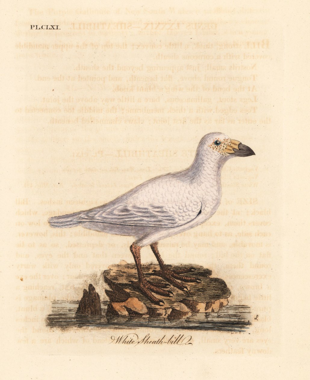 Luminen tuppinokka, Chionis albus (valkoinen tuppinokka, Vaginalis chionis). John Lathamin piirtämä ja kaiverrettu käsinvärinen kuparilevy omasta lintujen yleishistoriasta, Winchester tekijältä John Latham