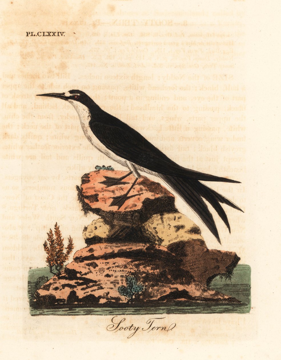 Nokitiira, Onychoprion fuscatus (Sterna fuliginosa). John Lathamin piirtämä ja kaiverrettu käsinvärinen kuparilevy omasta lintujen yleishistoriasta, Winchester tekijältä John Latham