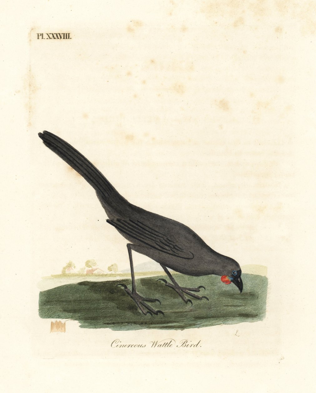 Eteläsaari, Uusi-Seelanti kokako, Callaeas cinerea cinerea, julistettiin sukupuuttoon vuonna 2007 (Cinereous hellelintu, Calloeas cinerea). John Lathamin piirtämä ja kaiverrettu käsinvärinen kuparilevy omasta lintujen yleishistoriasta, Winchester tekijältä John Latham