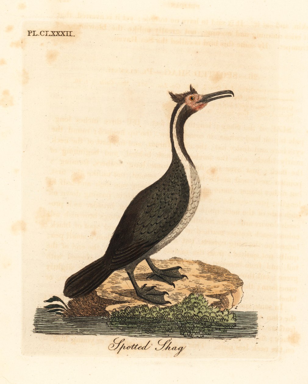 Täplikäs shag tai parekareka, Phalacrocorax punctatus (Pelecanus punctatus). John Lathamin piirtämä ja kaiverrettu käsinvärinen kuparilevy omasta lintujen yleishistoriasta, Winchester tekijältä John Latham