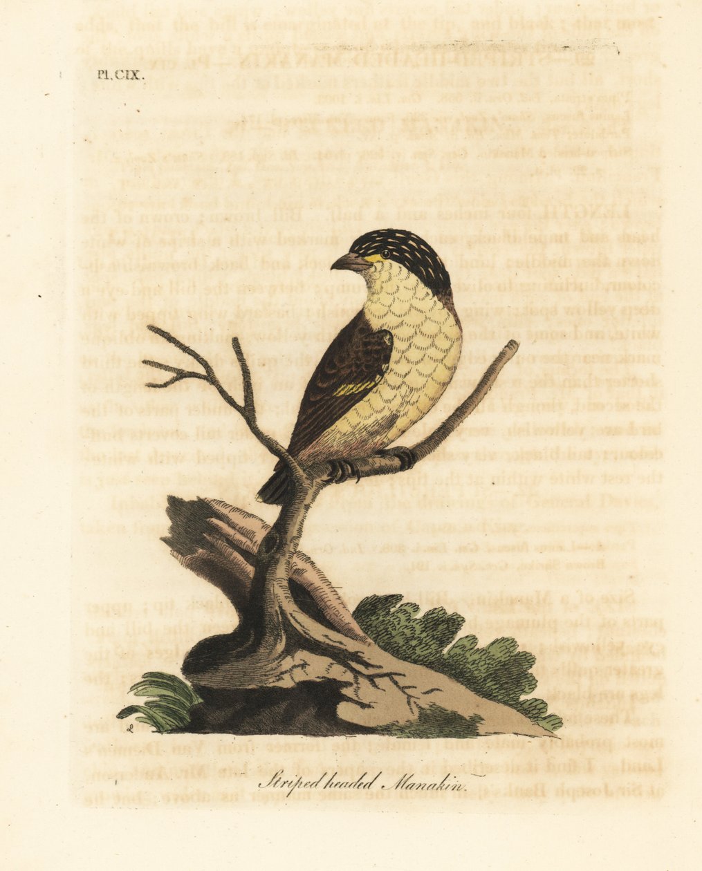 Raidallinen pardalote, Pardalotus striatus (raitapäinen manakin, Pipra striata). John Lathamin piirtämä ja kaiverrettu käsinvärinen kuparilevy omasta lintujen yleishistoriasta, Winchester tekijältä John Latham