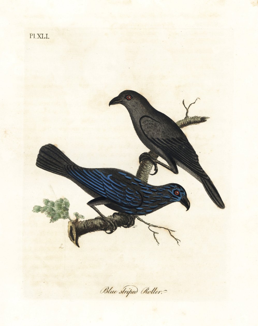 Raidallinen kottarainen, Aplonis striata (siniraitainen tela, Coracias striata). John Lathamin piirtämä ja kaiverrettu käsinvärinen kuparilevy omasta lintujen yleishistoriasta, Winchester tekijältä John Latham