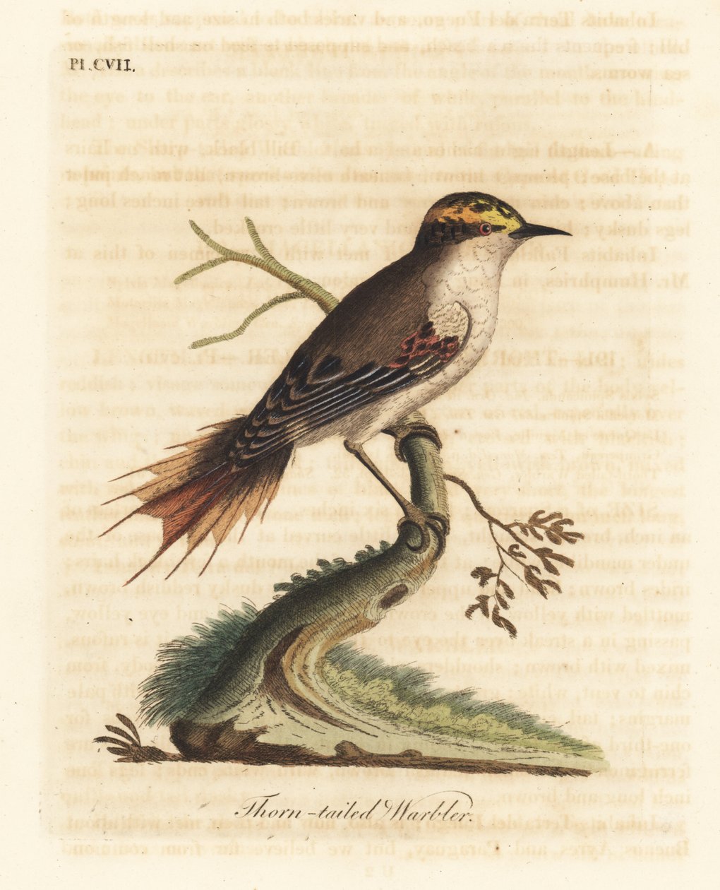 Thorn-tailed rayadito, Aphrastura spinicauda (Thorn-tailed rayadito, Sylvia spinicauda). John Lathamin piirtämä ja kaiverrettu käsinvärinen kuparilevy omasta lintujen yleishistoriasta, Winchester tekijältä John Latham