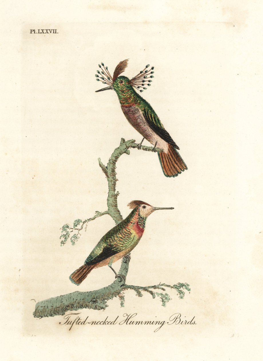 Tuftauskukot, Lophornis ornatus (Trochilus ornatus). Mies ja nainen. John Lathamin piirtämä ja kaiverrettu käsinvärinen kuparilevy omasta lintujen yleishistoriasta, Winchester tekijältä John Latham