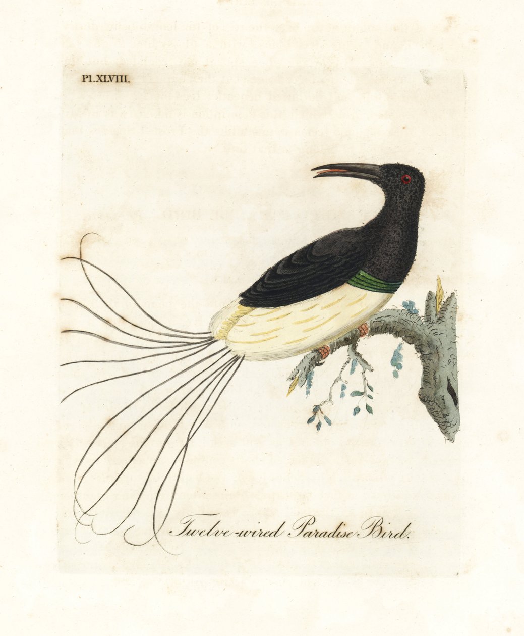 12-lankainen paratiisilintu, Seleucidis melanoleucus (Paradisea nigricans). John Lathamin piirtämä ja kaiverrettu käsinvärinen kuparilevy omasta lintujen yleishistoriasta, Winchester tekijältä John Latham