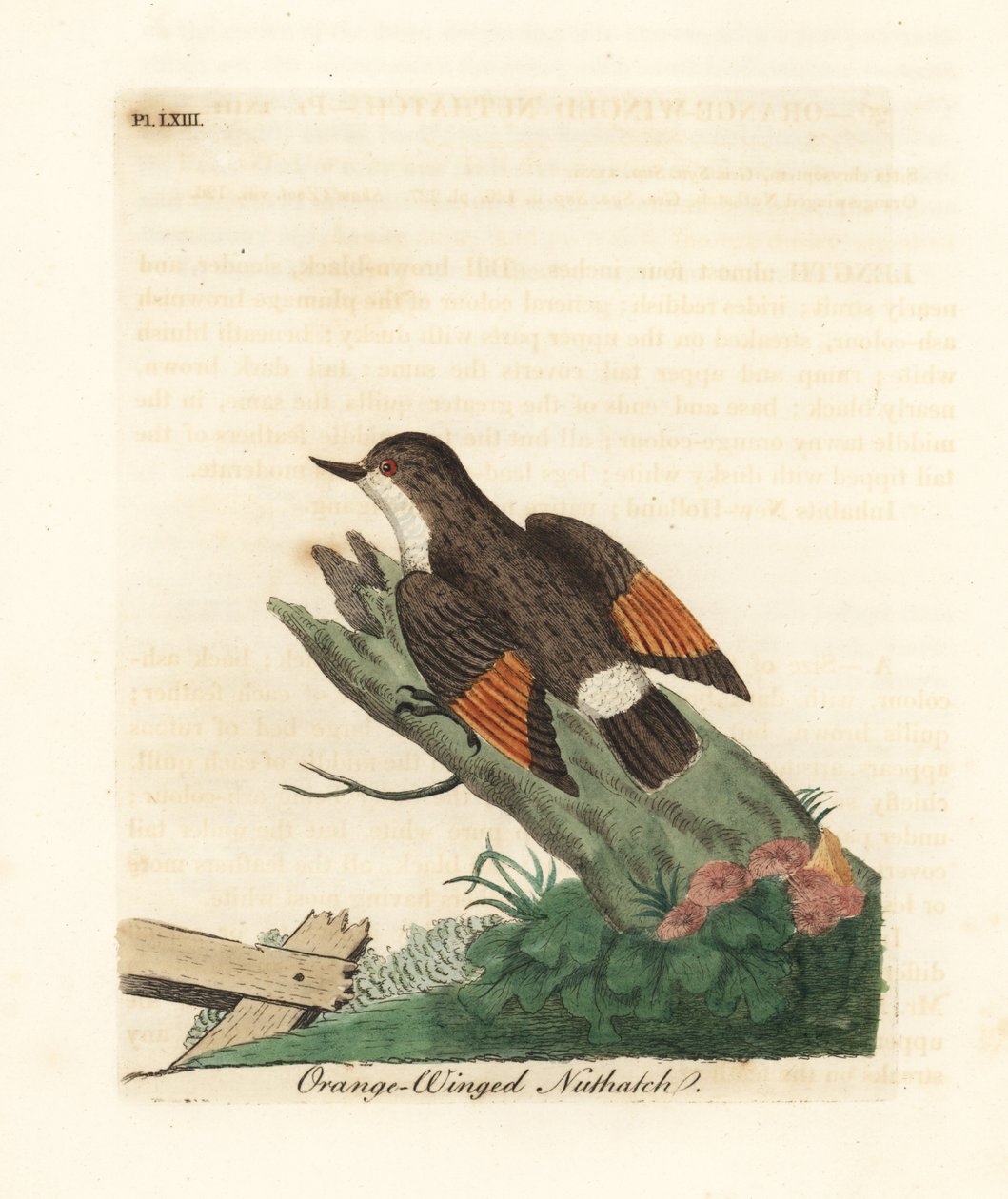 Vaihteleva sittella, Daphoenositta chrysoptera (Orange-winged chrysoptera, Sitta chrysoptera). John Lathamin piirtämä ja kaiverrettu käsinvärinen kuparilevy omasta lintujen yleishistoriasta, Winchester tekijältä John Latham