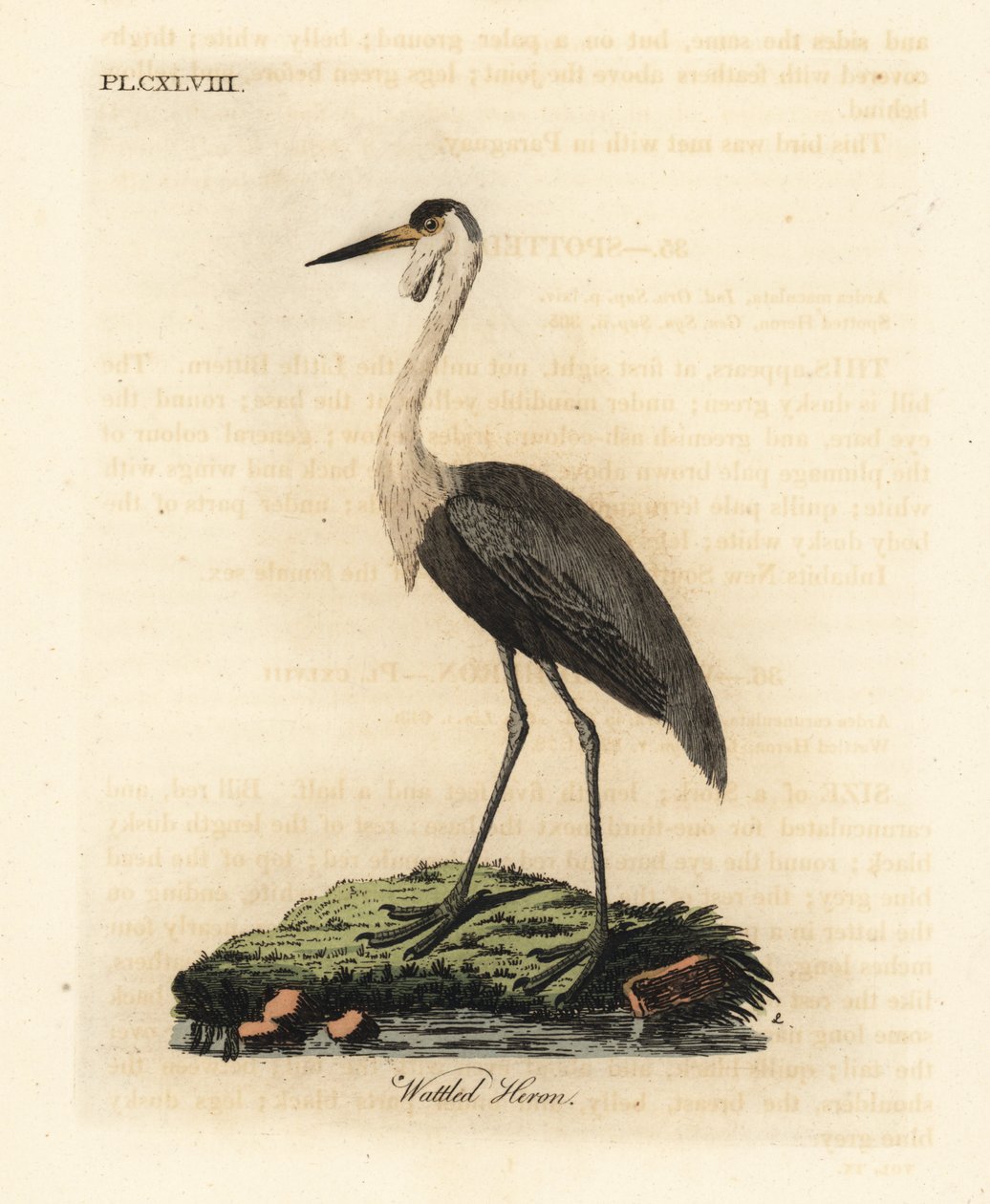 Kiiltokallo, Bugeranus carunculatus. Haavoittuvainen. (Haikarukka, Ardea carunculata.) John Lathamin piirtämä ja kaivertama käsinvärinen kuparilevy omasta lintujen yleishistoriasta, Winchester tekijältä John Latham